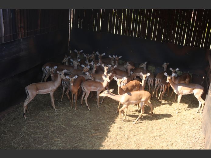 Rooibokke