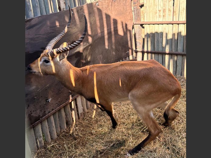 Lechwe