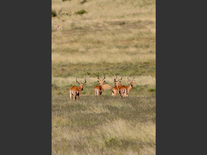 Rooibok (Impala) | Driekoppen Wild (G van Schalkwyk)