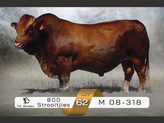 SEMEN | M 08-318