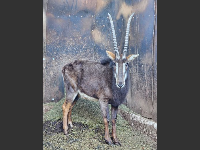 SABLE | LEBENKELE