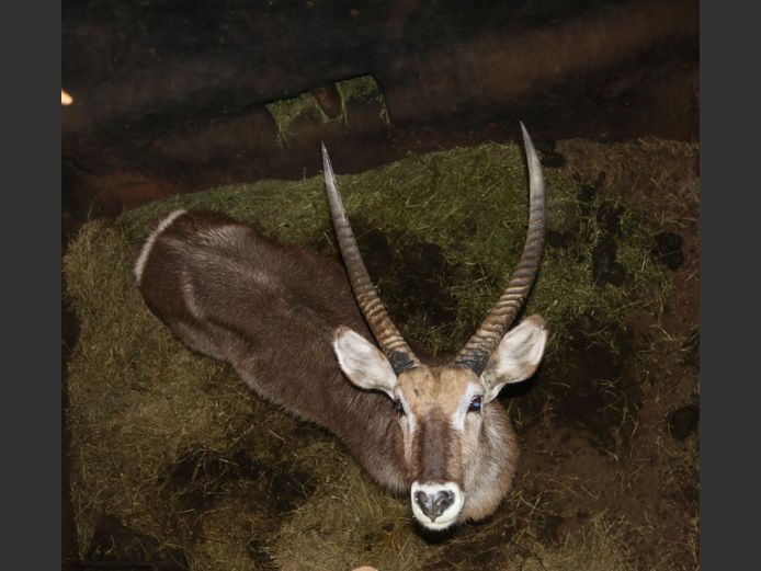 Waterbok