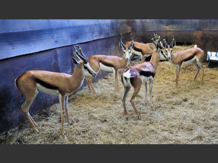 KALAHARI SPRINGBOK | BELLE LAINE