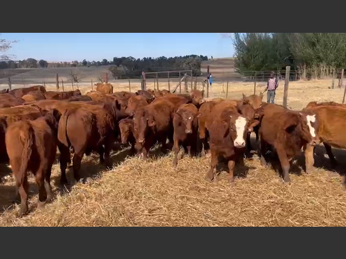 Weaners 
