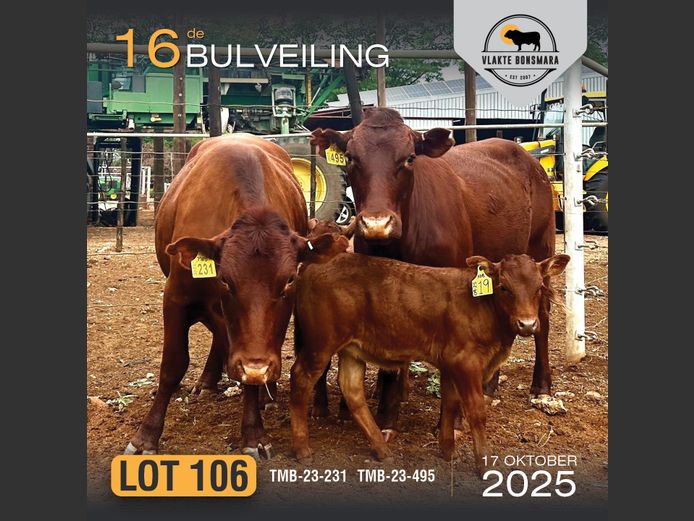 Commercial Animals | HARCOR BOERDERY