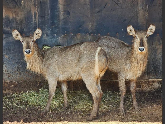WATERBUCK | HELICON