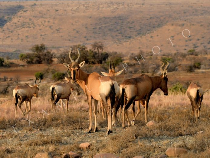 RED HARTEBEEST FAMILY GROUP | INYATHI