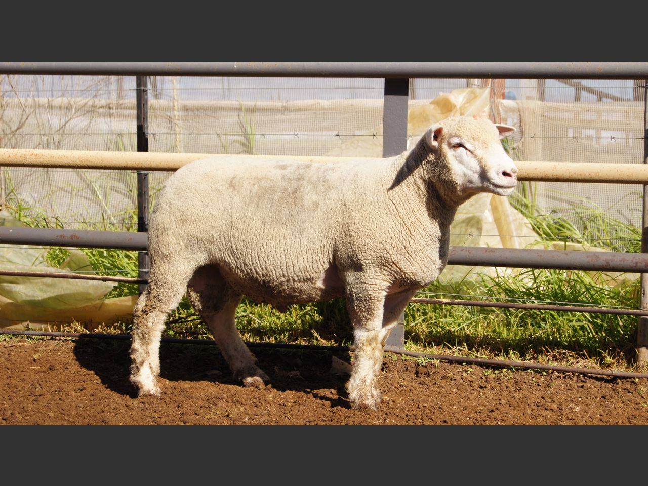 images