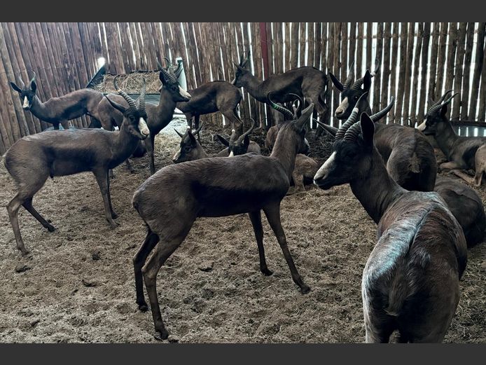 Swart Springbok Jagramme