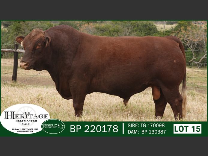 BP220178 | BEGELLY BEEFMASTERS
