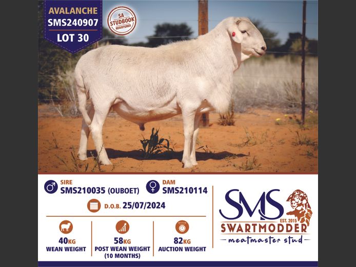SMS240907 | SWARTMODDER MEATMASTER STUD