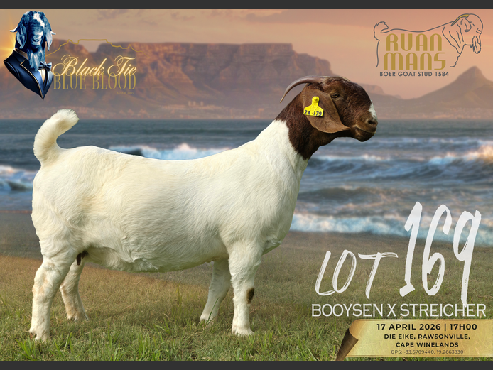 1584 24-179 | Ruan Mans Boerbokstoet