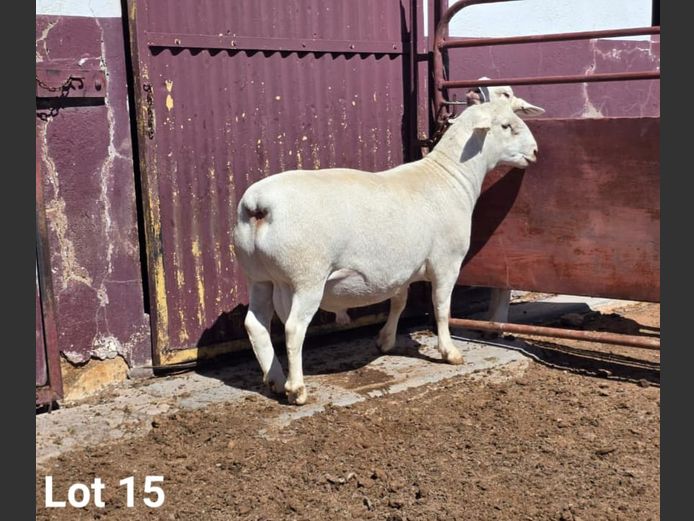 24362 | KASTEEL WITDORPERS