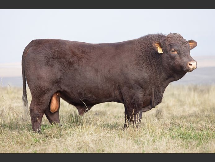 TZ 240054 | FAURZYL FARMING (PTY) LTD