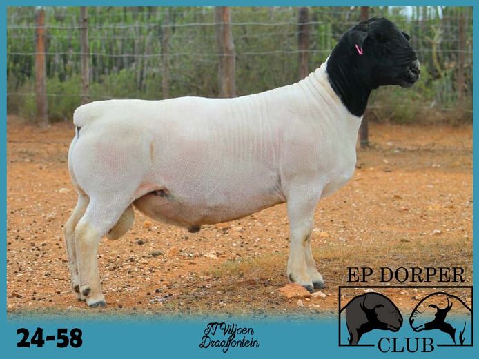 24-58 | JT Viljoen - Draaifontein