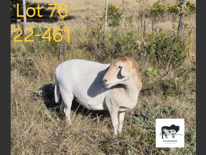 22-461 | CX LIVESTOCK