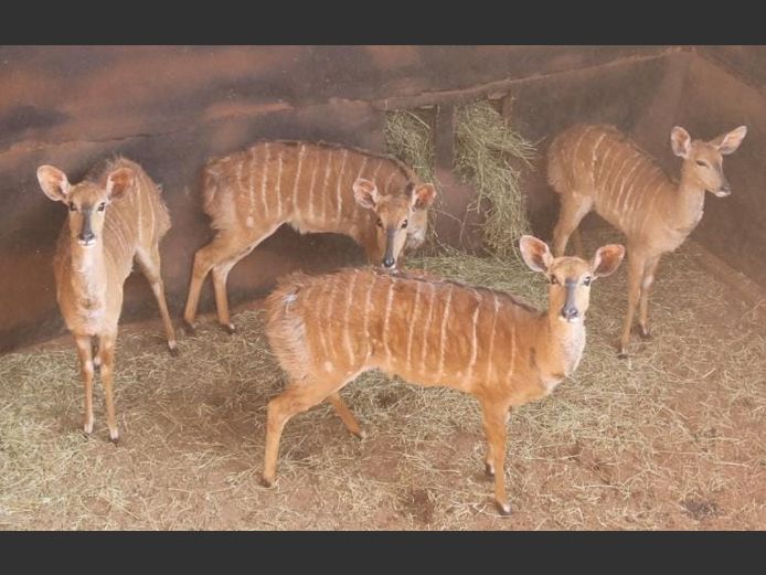 NYALA