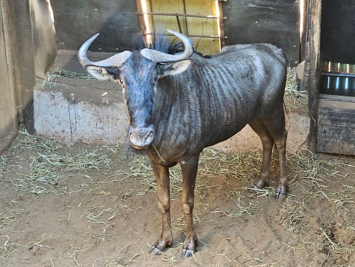 BLUE WILDEBEEST | RHINO