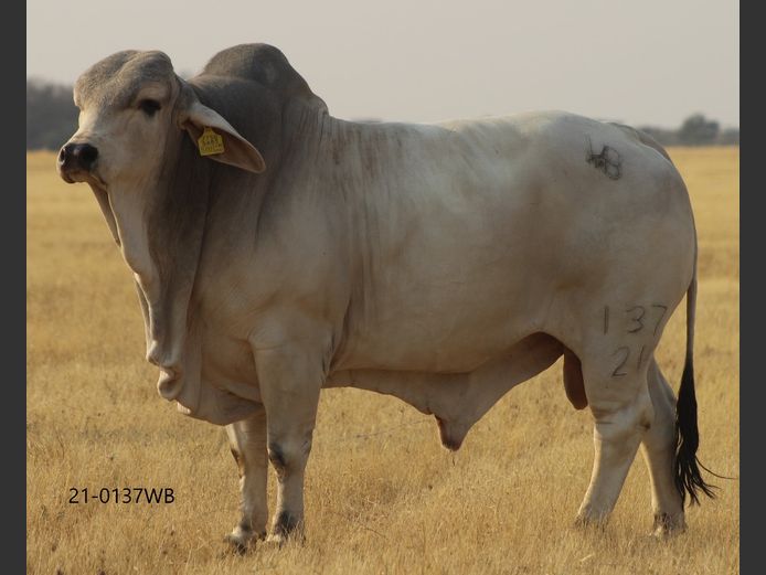 21-0137WB | WOKUMA BRAHMAN