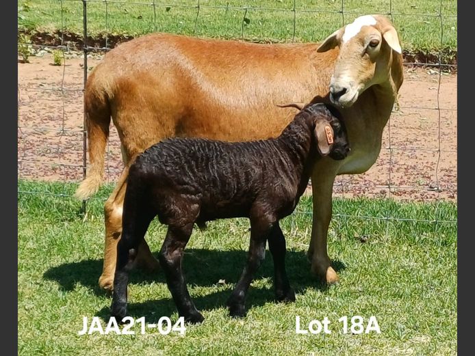 JAA 21-04 | Aucamp Meatmasters