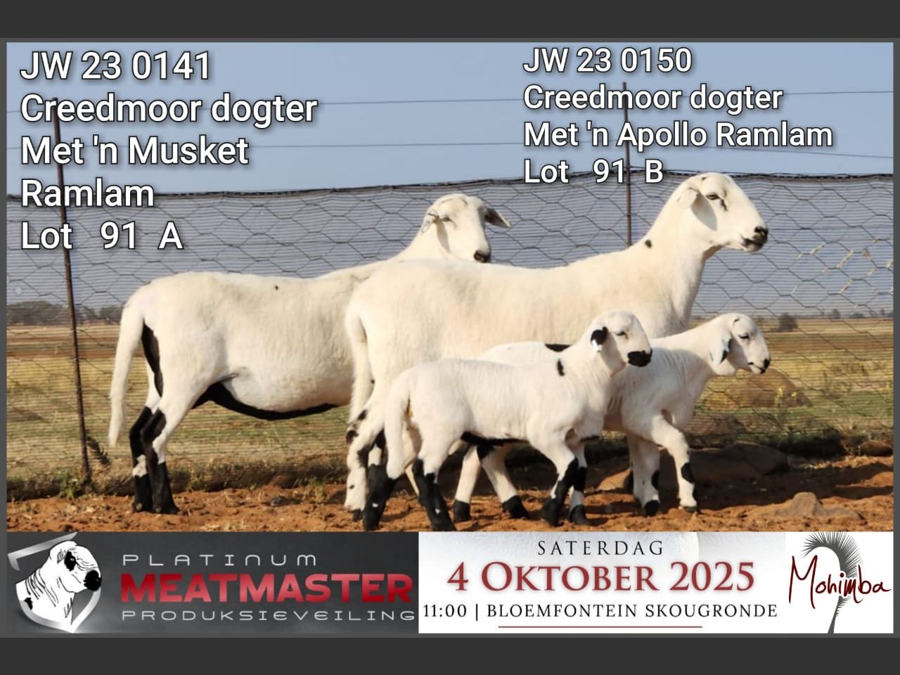 Lot 91A | PLATINUM MEATMASTER PRODUKSIEVEILING | SwiftVEE | Livestock ...