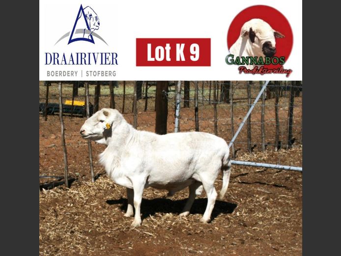Commercial Ram | Draairivier Boerdery