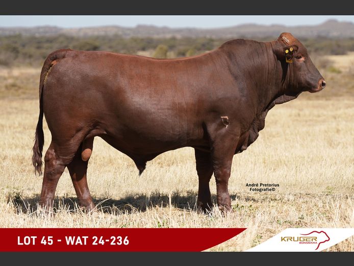 WAT240236 | KRUGER BOERDERY