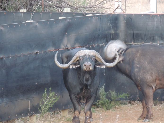 BUFFEL BUL | LYNT