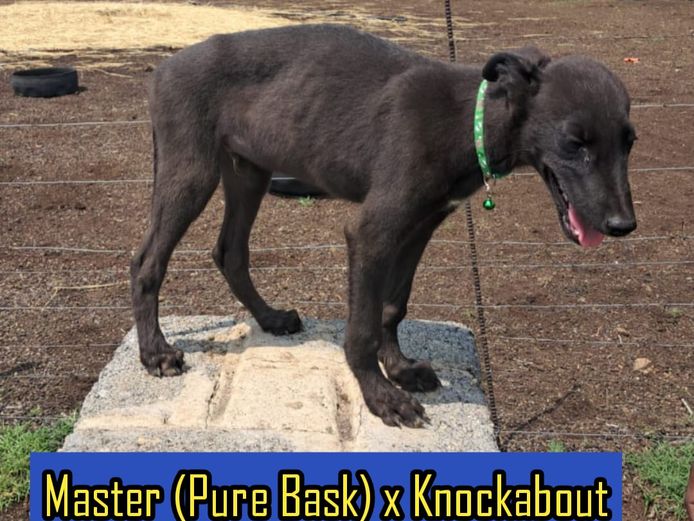 Male Puppy 2 - Master x Knockabout