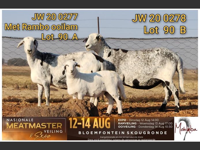 JW 20 0277 | AANGETEKEN | Johan William Morrison - Mohimba Meatmasters