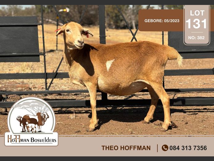 382 | HOFFMAN BOSVELDERS