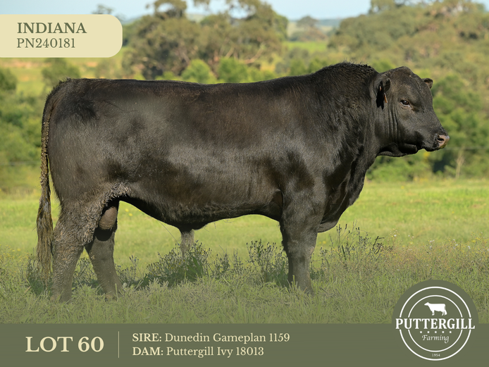 PN240181