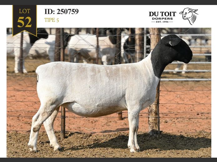 250759 | DU TOIT DORPERS