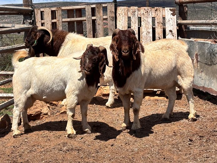 Boergoat Rams