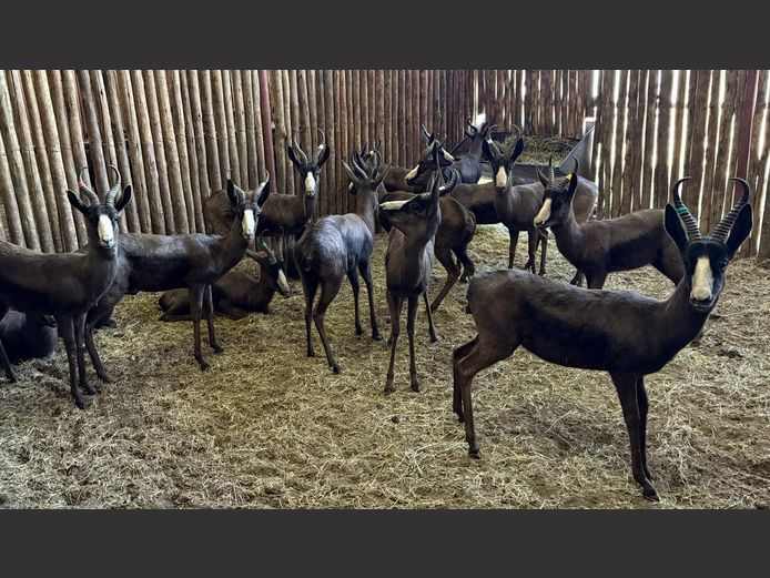 Swart Springbok Jagramme
