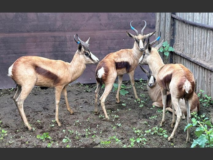 Koper Springbok Jagramme