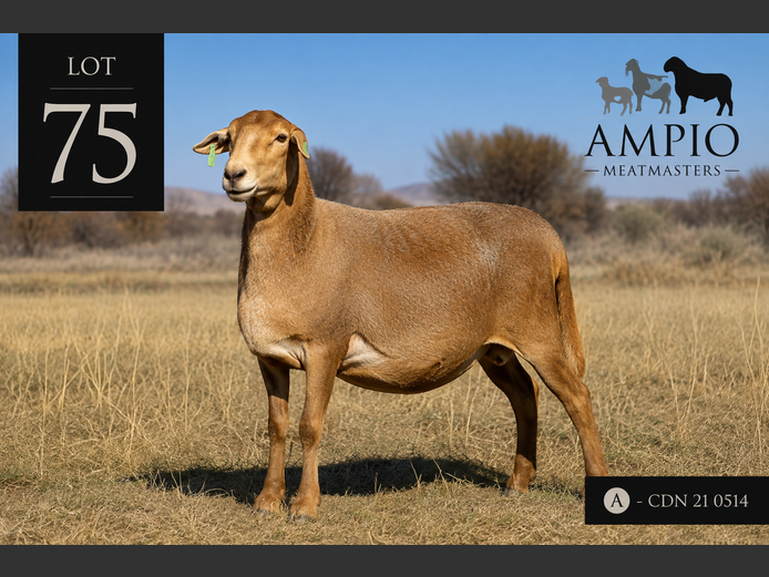 CDN 21 0514 | Ampio Meatmasters