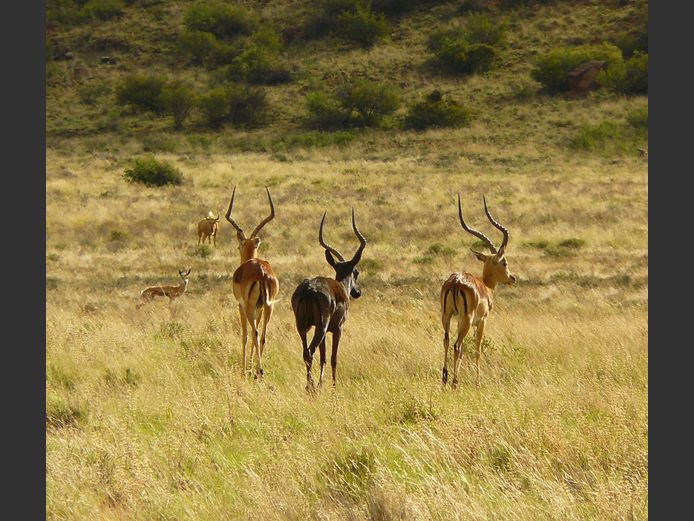 Rooibok (Impala) | Driekoppen Wild (G van Schalkwyk)