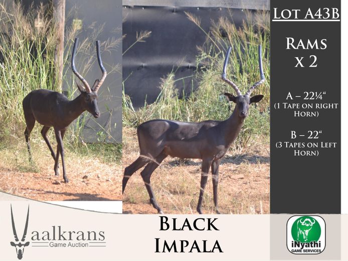 Black Impala Rams