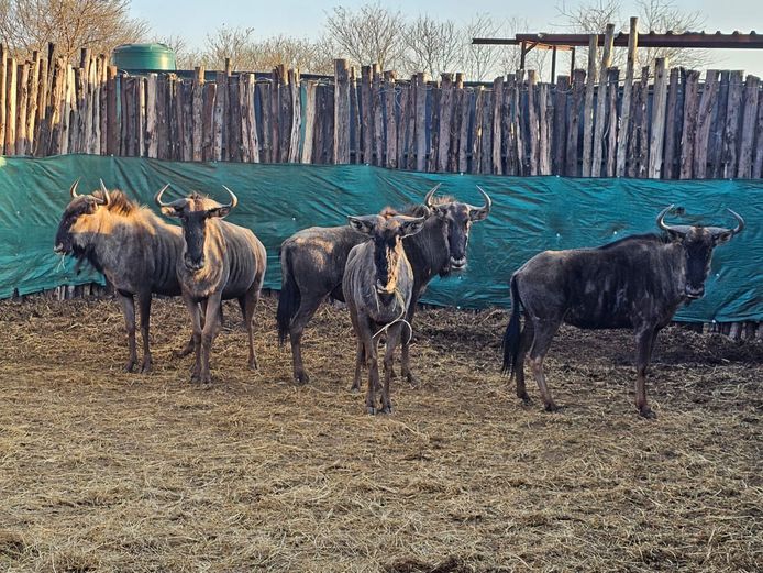BLUE WILDEBEEST | AYLESHAM TRUST