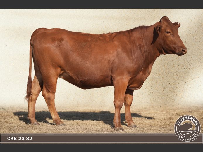 CKB230032 | CHRIS KRUGELL BLOEMENDAL