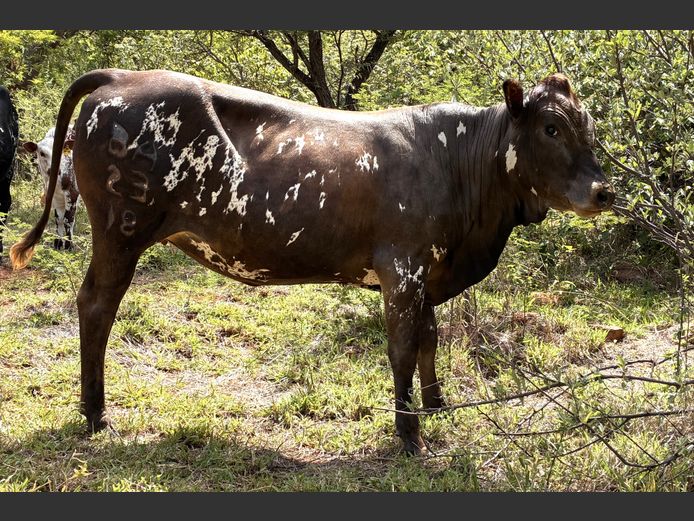 BA 230018 | BERGALLEEN BOERDERY CC