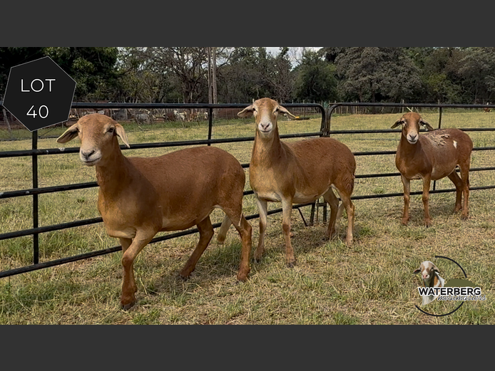 Ewes | Waterberg Meatmaster 