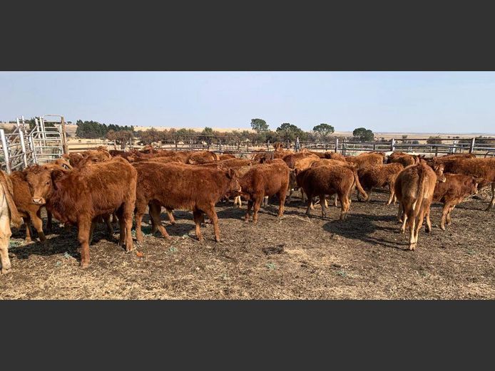 Weaner Calves