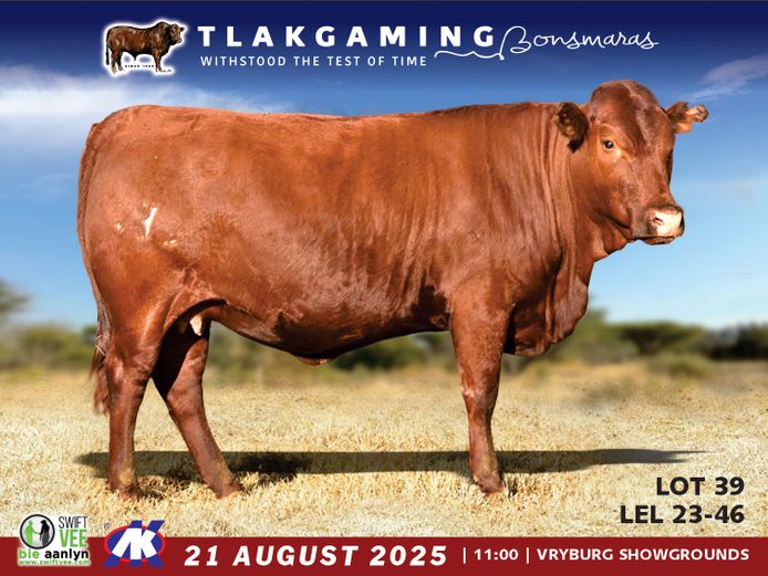 LEL230046 | LEE & SON