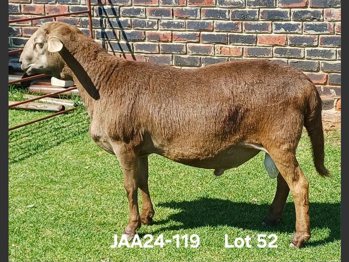 JAA 24-119 | Aucamp Meatmaster