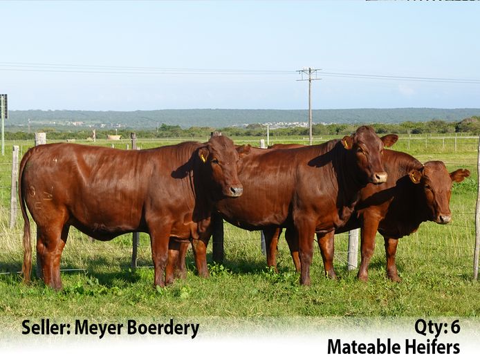 Commercial Animals | Meyer Boerdery