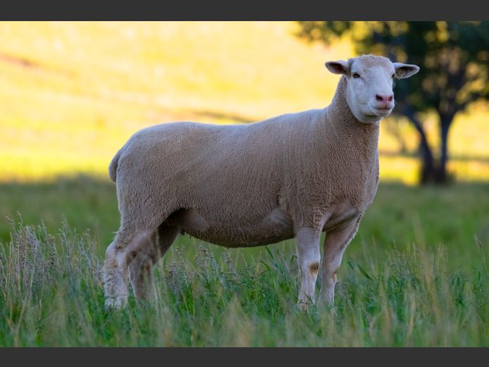 MS 230146 | J.L. DU RANDT