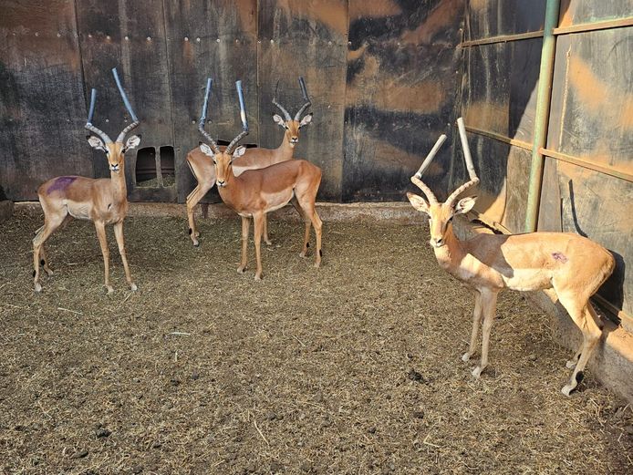 IMPALA | 2 x ESTELLEBREDENKAMP & 2 X KOLOBE WILDLIFE