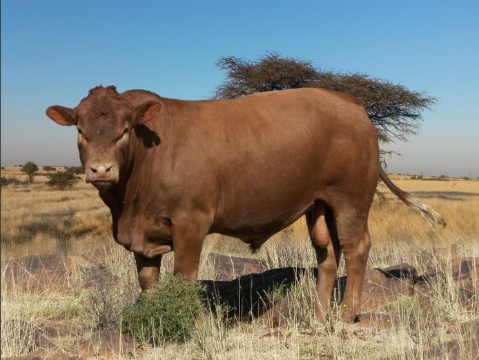 CHK230103 | A.J. KRIEL